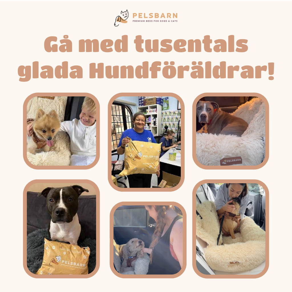 Skyddande Bilsäng För Ditt Husdjur - Main Product Image 9